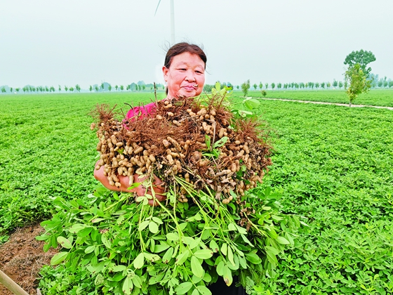 喜看“豫花”第一朵  中原遍結“金果果”
